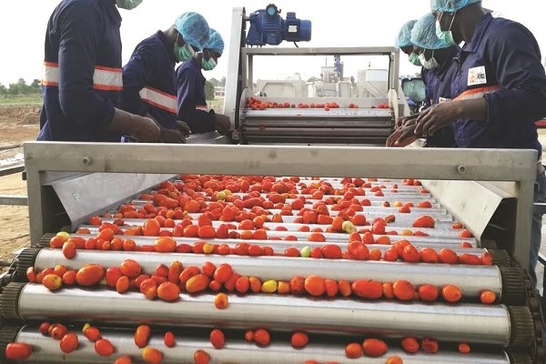 Farmers-processing-tomatoes-after-harvest-