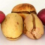 What kola nut traditionally means to Igboland – Ohaneze Ndigbo